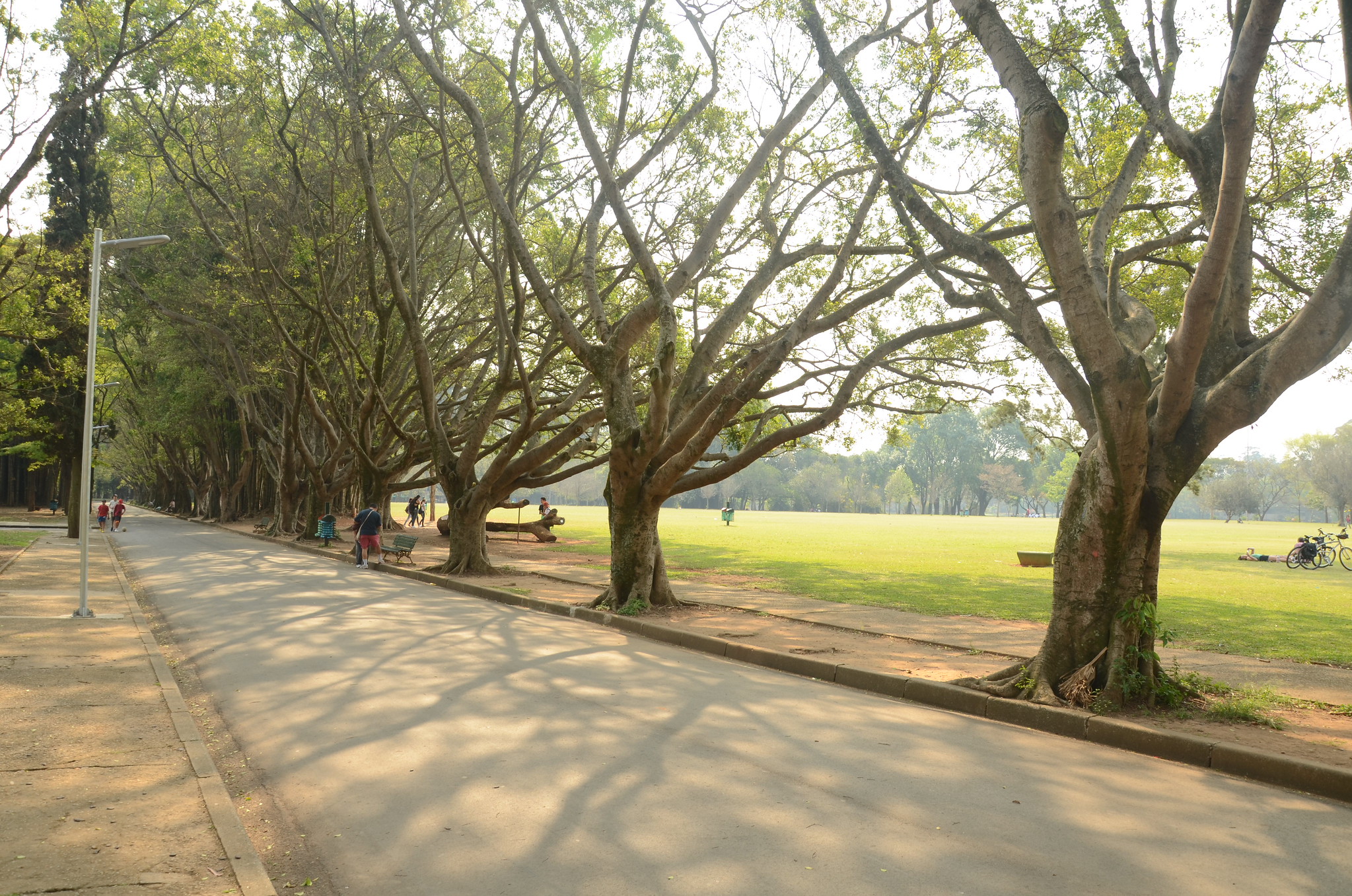 O Ibirapuera não tem paisagismo de Burle Marx, e isso quase ninguém sabe
